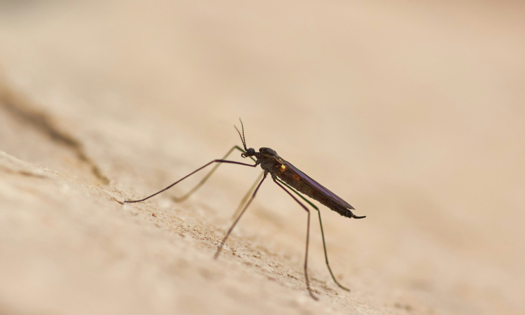 Malaria Risk in Walvis Bay for Travelers