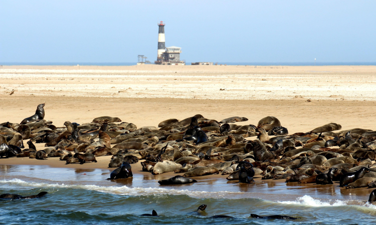 Pelican Point Seal & Sandwich Harbour Tour