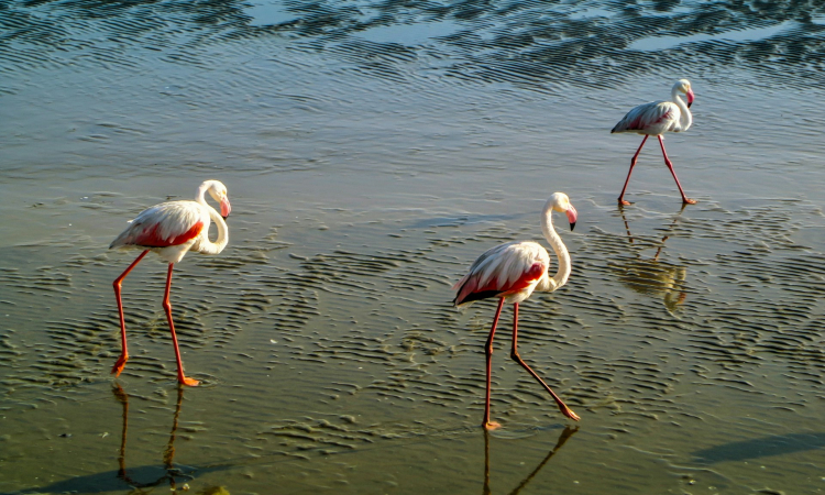 Seal & Pelican Cruise in Walvis Bay Lagoon