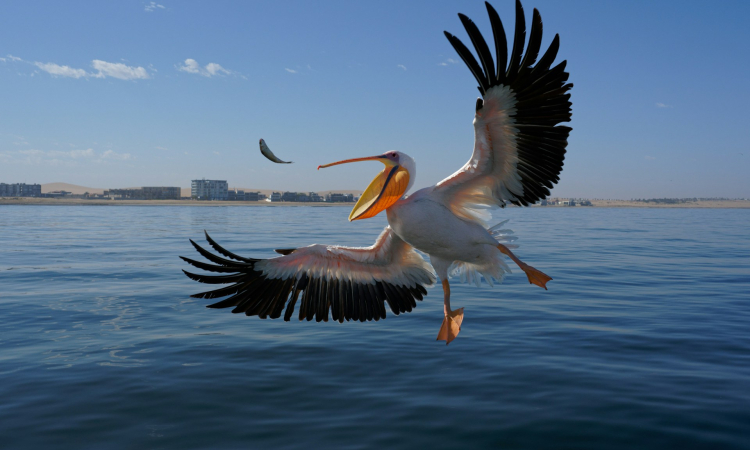 Top Things to See in Walvis Bay