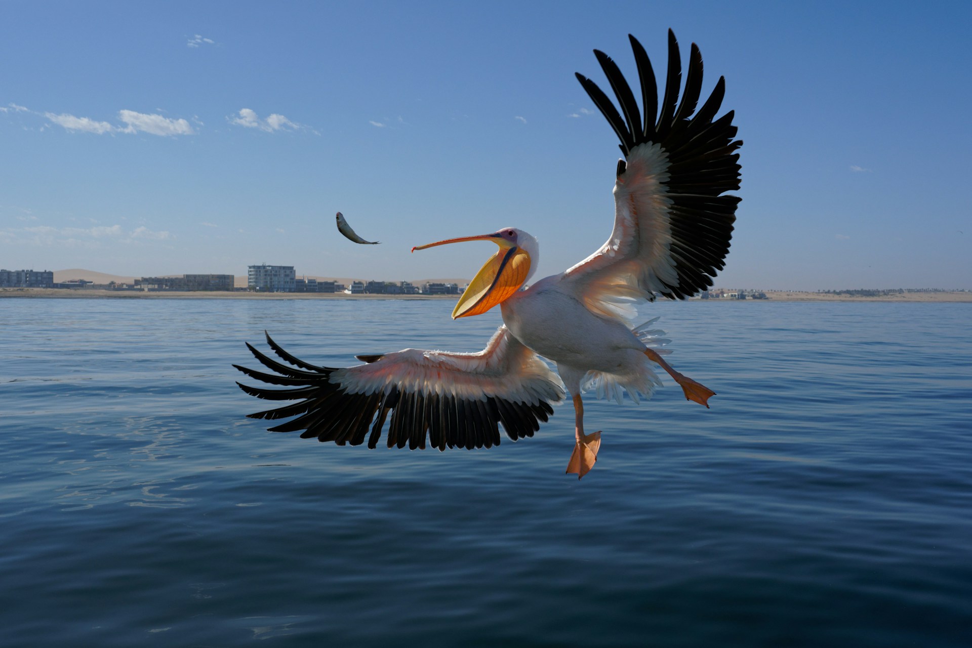 Top Things to See in Walvis Bay for First Time Visitors