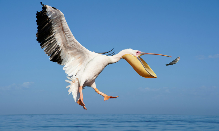 Walvis Bay Birding Tour Around the Lagoon & Wetlands