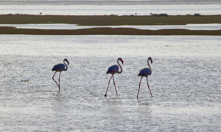 Walvis Bay Climate & Weather Overview