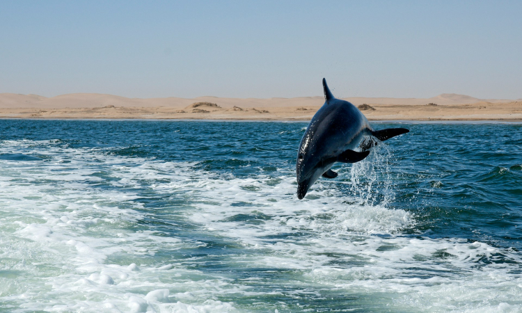 Walvis Bay Dolphin & Seal Cruise Experience