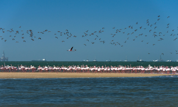 Walvis Bay Facts & Key Information