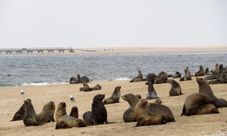 Walvis Bay Park Entry Fees & Permits