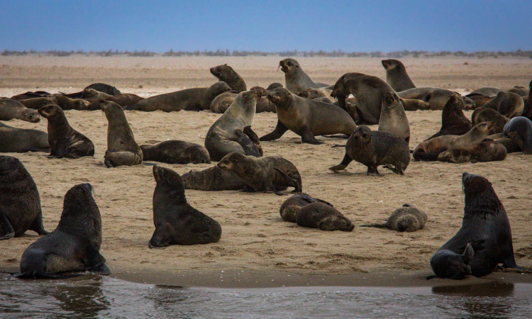 Walvis Bay Wildlife & Animals