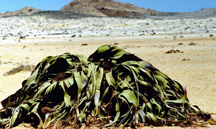 Welwitschia Mirabilis & Moon Landscape Tour from Swakopmund