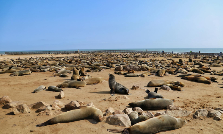 Cape Cross Seal Reserve Tour on Namibia’s Skeleton Coast