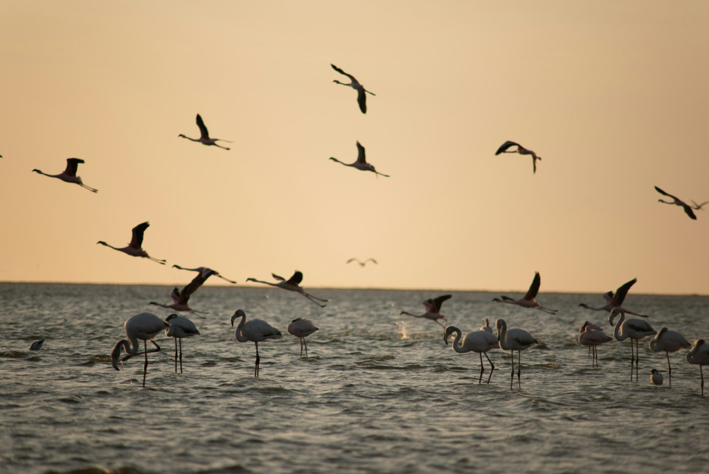 The Surreal Sight of Pink Lakes