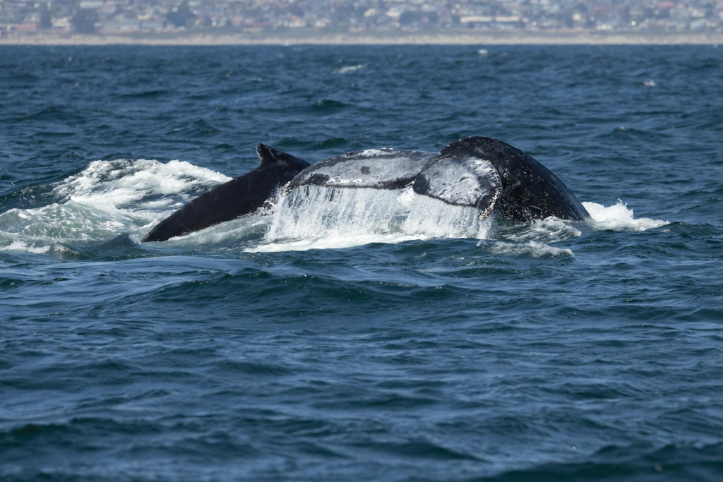 Whales & the Mysteries of the Deep